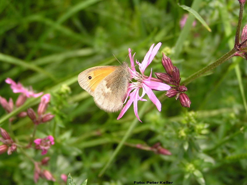 Kleines Wiesenvoegelchen